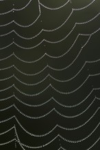 Close-up of dewdrops, dew drops on spider's web, spiderweb