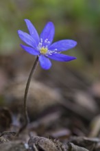 Common Hepatica, liverwort, kidneywort, pennywort (Anemone hepatica, Hepatica nobilis) in flower in