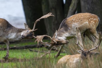 Two European fallow deer (Dama dama) bucks, males fighting by locking antlers on lake shore during