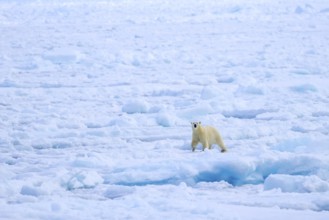 Lone polar bear (Ursus maritimus) hunting on pack ice, drift ice in the Arctic Ocean along the