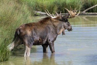 Moose, elk (Alces alces) close-up portrait of bull, male with fully developed antlers drinking