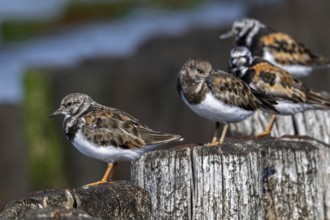 Ruddy turnstones (Arenaria interpres) two juveniles and adults in breeding plumage resting on