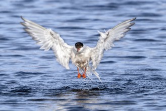 Common tern (Sterna hirundo) adult in breeding plumage in flight after taking off from water along