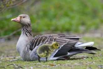 Greylag goose, graylag goose (Anser anser) mother with gosling in spring