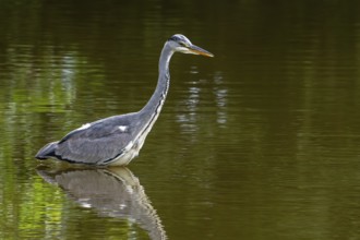 Grey heron (Ardea cinerea) juvenile fishing in shallow water of pond in late summer