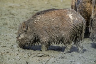 Wild boar (Sus scrofa) juvenile pig foraging with muddy snout digging in quagmire, mud pool in