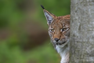 Close-up of concealed Eurasian lynx (Lynx lynx) looking for prey from behind tree trunk in forest