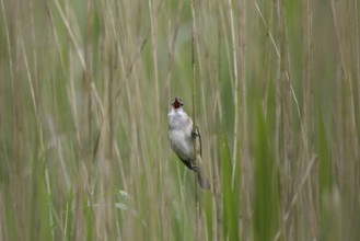 Great reed warbler (Acrocephalus arundinaceus) male singing from reed stem in reedbed in spring