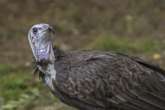 Hooded vulture (Necrosyrtes monachus) close up portrait, native to Africa