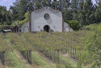 Vineyard and winery of Bertolini y Broglio Bodega Boutique near Salto, northwestern Uruguay