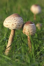 Parasol mushroom, September, Usedom, Mecklenburg-Western Pomerania, Germany, Europe