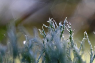 Lichen with morning dew, September, Mecklenburg-Western Pomerania, Germany, Europe