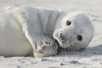 Grey seal baby with white fur lies on the sandy beach on the island of Düne near Heligoland,