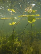 Pond roses (Nuphar lutea), under water, Lower Austria