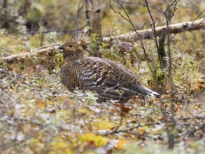 Hazel Grouse (Bonasa bonasia) adult female with wet plumage after it has been raining, crouching on