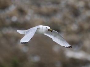 Black-legged kittiwake (Rissa tridactyla), adult bird in flight with nesting material in bill, May,