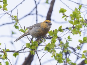 Pine Grosbeak (Pinicola enucleator), adult female, perched on Birch tree branch, May, Finnish