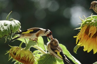 Goldfinches feeding, summer, Saxony, Germany, Europe