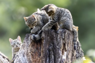 Two kittens playing on a tree stump while another one watches them curiously, wildcat (Felis