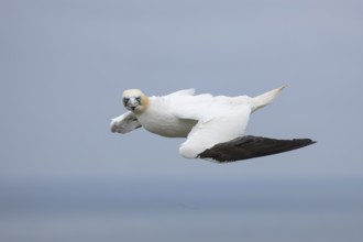 Northern gannet (Morus bassanus) adult bird in flight, Yorkshire, England, United Kingdom, Europe