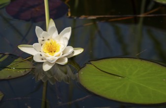 European white water lily (Nymphaea alba), insects, water, Lower Austria