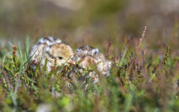 Chick of Red-legged Partridge, Alectoris rufa, North York Moors National Park, Yorkshire, England,