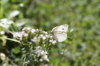 Small white (Pieris rapae), macro, butterfly, flower, sunlight, close-up of the cabbage white