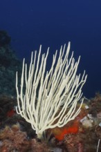 White gorgonian (Eunicella singularis) rising from a colourful reef. Dive site Giens Peninsula,