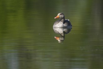 Greylag goose (Anser anser) swimming on a pond, Thuringia, Germany, Europe