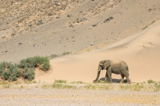 Desert elephant (Loxodonta africana) in front of a dune in the Huab dry river, Damaraland, Kunene