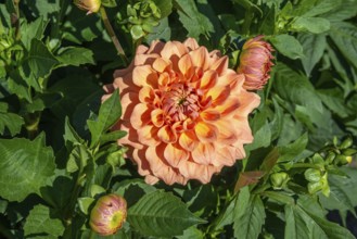 Flowering Dahlias (Dahlia), variety Just Marriwd in the Dahlia Farm in Löderup, Ystad municipality,