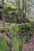 Green moss covering rocks in a natural spruce forest