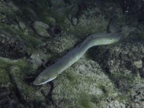 Grey European eel (Anguilla anguilla) in a rocky environment with algae. Dive site Klosterinsel,