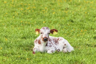 Cow calf lying and resting on a green meadow in the summer, Sweden, Europe