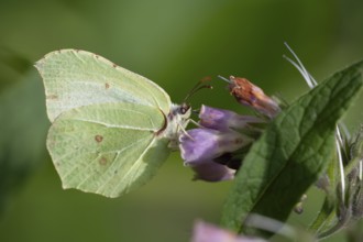 Brimstone (Gonepteryx rhamni) male butterfly feeding on a Comfrey plant flower, Suffolk, England,