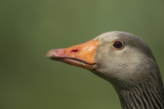 Greylag goose (Anser anser) adult bird head portrait, England, United Kingdom, Europe