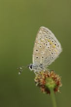 Common blue butterfly (Polyommatus icarus), male with dewdrops, Provence, southern France