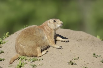 Black-tailed prairie dog (Cynomys ludovicianus) at the burrow, captive, occurrence in North America