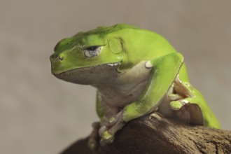 Giant leaf frog (Phyllomedusa bicolor), captive, occurrence in South America