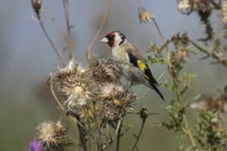 European goldfinch (Carduelis carduelis) adult bird on a Spear thistle seedhead in the summer,