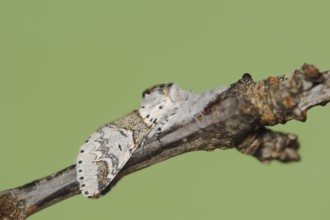 Sallow kitten moth (Furcula furcula), North Rhine-Westphalia, Germany, Europe