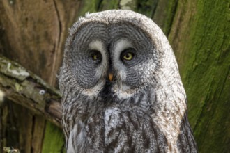 Bearded owl (Strix nebulosa), animal portrait, France, Europe