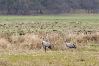 Two cranes (Grus grus) in Teufelsbruch, Waren, Müritz, Heilbad, Müritz National Park, Mecklenburg