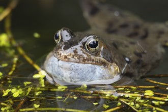 Common frog (Rana temporaria) adult croaking in a garden pond in the spring, Suffolk, England,