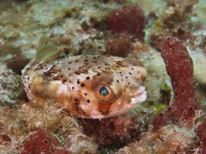 Long-spine porcupinefish (Diodon holocanthus), dive site Nursery, Pompano Beach, Florida, USA,