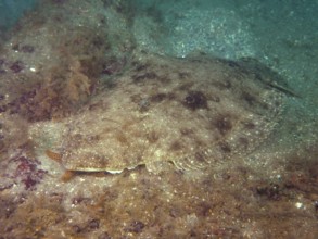 Eye-butt (Bothus ocellatus), butt, flounder, dive site Amber Jack, Destin, Panhandle, Gulf of