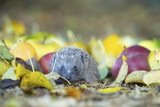 European hedgehog (Erinaceus europaeus) adult animal walking amongst fallen apples on a garden lawn