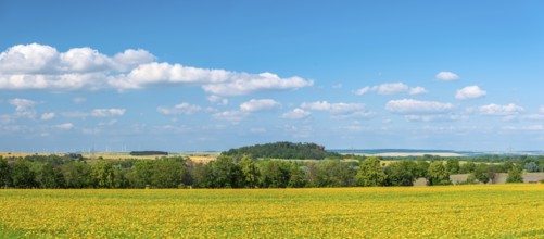 Field with marigolds (Calendula officinalis), medicinal plant, blue sky with cumulus clouds, near