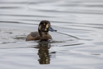 Greater scaup (Aythya marila), female, swimming, Reykjavik, Iceland, Europe