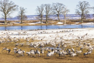 Flock of cranes on a snowy meadow on an early spring day, Hornborgasjön, Sweden, Europe